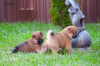 Additional photos: Shiba inu puppies