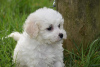 Photo №1. bichon frise - for sale in the city of Heilbronn | Is free | Announcement № 123644