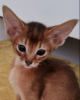 Photo №2 to announcement № 19603 for the sale of abyssinian cat - buy in Germany from nursery