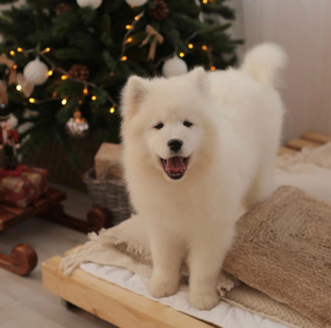 Photo №3. Samoyed girl breed for sale. Russian Federation