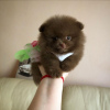 Photo №2 to announcement № 120240 for the sale of pomeranian - buy in United Kingdom private announcement