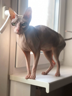 Photo №2 to announcement № 5267 for the sale of sphynx cat - buy in Russian Federation from the shelter