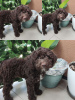 Additional photos: Lagotto Romagnolo puppies for sale