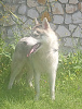 Photo №1. siberian husky - for sale in the city of Voronezh | 675$ | Announcement № 11610