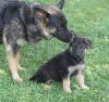 Photo №1. german shepherd - for sale in the city of Гладбек | 370$ | Announcement № 119054