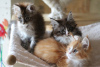 Photo №4. I will sell maine coon in the city of Rüdersdorf. breeder - price - 370$