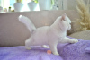 Photo №2 to announcement № 11463 for the sale of british shorthair - buy in Belarus from nursery
