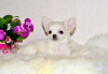 Photo №4. I will sell chihuahua in the city of Москва. from nursery, breeder - price - 545$