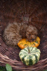 Photo №2 to announcement № 81199 for the sale of poodle (toy) - buy in Serbia breeder