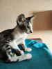 Photo №1. peterbald - for sale in the city of Cherepovets | negotiated | Announcement № 63990