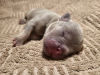 Additional photos: French bulldog puppy, exotic