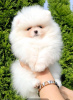 Photo №3. White Pomeranian Spitz puppies. Serbia