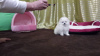 Photo №4. I will sell pomeranian in the city of Dusseldorf. private announcement - price - 380$