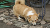 Photo №4. I will sell welsh corgi in the city of Subotica. breeder - price - 740$