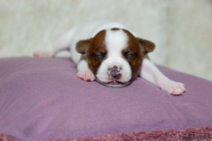Photo №4. I will sell staffordshire bull terrier in the city of Kaliningrad. breeder - price - negotiated
