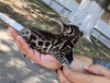 Photo №4. I will sell bengal cat in the city of Kharkov. private announcement, breeder - price - negotiated