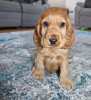 Photo №1. english cocker spaniel - for sale in the city of Vantaa | Is free | Announcement № 96954