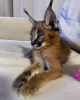 Photo №2 to announcement № 99621 for the sale of caracal - buy in United States private announcement, from nursery, from the shelter