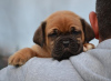 Additional photos: Bordeaux mastiff