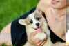 Photo №4. I will sell welsh corgi in the city of Dnipro. from nursery, breeder - price - 1183$