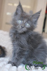 Photo №2 to announcement № 43379 for the sale of maine coon - buy in Russian Federation private announcement, from nursery, breeder