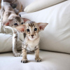 Photo №1. oriental shorthair - for sale in the city of Helsinki | negotiated | Announcement № 89061