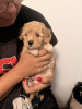 Additional photos: Toy poodle, apricot and cream colors