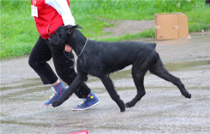 Photo №2 to announcement № 4135 for the sale of giant schnauzer - buy in Russian Federation private announcement