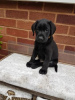 Photo №1. labrador retriever - for sale in the city of New Boston | 700$ | Announcement № 108825