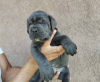 Photo №4. I will sell cane corso in the city of Belgrade.  - price - negotiated