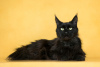 Photo №4. I will sell maine coon in the city of Москва. private announcement - price - Is free