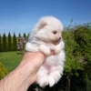 Photo №2 to announcement № 55337 for the sale of pomeranian - buy in United States breeder