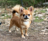 Photo №3. I will sell a chihuahua of the boy grown up. Estonia