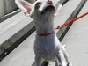 Photo №2 to announcement № 106408 for the sale of chihuahua - buy in Russian Federation from nursery