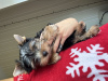 Photo №3. Yorkie mini puppy. Belarus