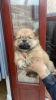 Photo №1. chow chow - for sale in the city of Куопио | negotiated | Announcement № 51941