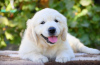 Photo №1. golden retriever - for sale in the city of Vienna | 416$ | Announcement № 24182