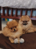 Additional photos: pomeranian puppies