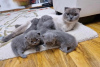 Photo №1. scottish fold - for sale in the city of Dusseldorf | Is free | Announcement № 99795