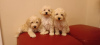 Photo №4. I will sell poodle (toy) in the city of Нови Сад.  - price - negotiated