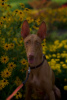 Photo №1. pharaoh hound - for sale in the city of Prague | 845$ | Announcement № 94368