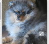 Photo №1. pomeranian - for sale in the city of Argentan | 1$ | Announcement № 8907