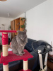 Photo №1. maine coon - for sale in the city of Дрезден | 634$ | Announcement № 44683