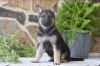 Photo №2 to announcement № 103930 for the sale of german shepherd - buy in Cyprus from the shelter