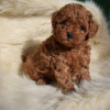 Photo №1. poodle (toy) - for sale in the city of Berlin | negotiated | Announcement № 98429