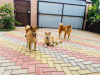 Photo №4. I will sell shiba inu in the city of Гулькевичи. private announcement - price - negotiated