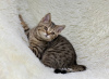 Photo №3. Scottish cat, female, SFS 71 n24, WCF pedigree. Belarus