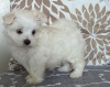 Photo №2 to announcement № 107576 for the sale of maltese dog - buy in Italy private announcement