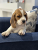 Photo №2 to announcement № 102242 for the sale of beagle - buy in United States private announcement