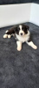 Photo №1. border collie - for sale in the city of Żory | 884$ | Announcement № 106871